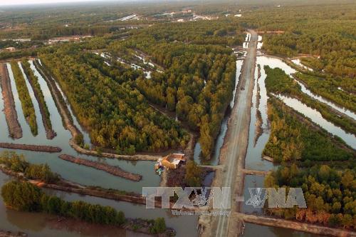Đẩy nhanh quá trình tái sinh rừng ngập mặn